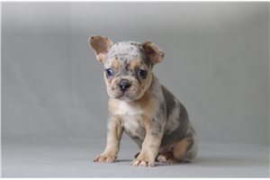 Velma - French Bulldog for sale