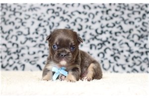 Tiffany | Puppies For Sale at Pawrade
