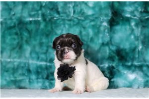 Vaughn - French Bulldog for sale