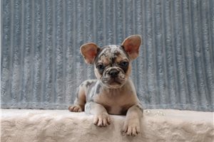 Vermont - French Bulldog for sale