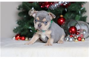 Lincoln - French Bulldog for sale