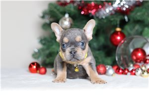 Leonardo - French Bulldog for sale