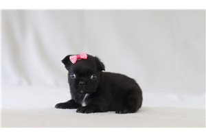 Sutton - French Bulldog for sale