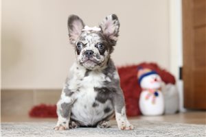 Brexlyn - French Bulldog for sale