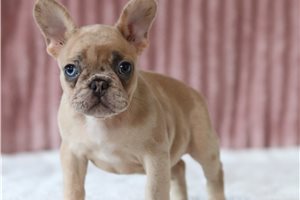 Debby - French Bulldog for sale