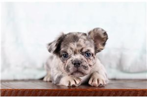 Grover - French Bulldog for sale