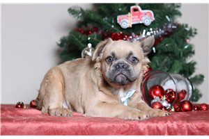 Gavin - French Bulldog for sale