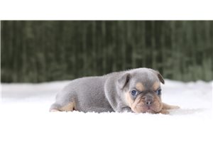 Caleb - French Bulldog for sale