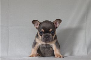 Holden - French Bulldog for sale