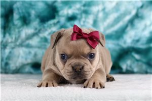 Cara - French Bulldog for sale