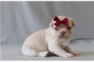 Biscotti - French Bulldog for sale