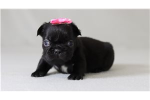 Sadie - French Bulldog for sale