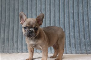Hansel - French Bulldog for sale