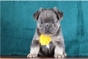 Elijah - French Bulldog for sale