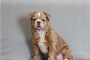 Gunner - French Bulldog for sale