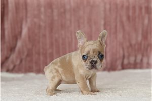 Debby - French Bulldog for sale