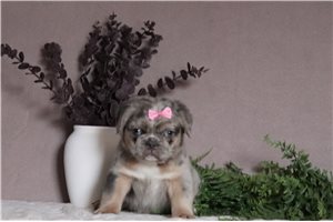 Raya - French Bulldog for sale