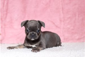 Trinity - puppy for sale