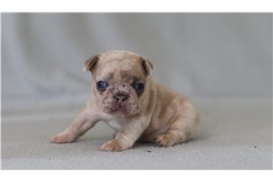 Debby - French Bulldog for sale