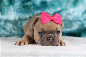 Camilia - French Bulldog for sale