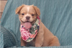 Gunner - French Bulldog for sale