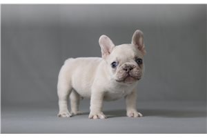 Yukon - French Bulldog for sale
