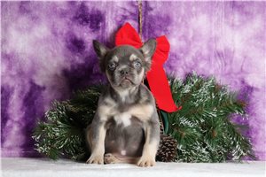 Maggie - French Bulldog for sale