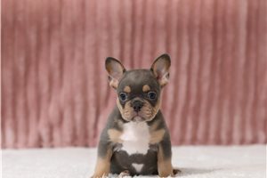 Muffin - French Bulldog, placed in Zanesville / Cambridge
