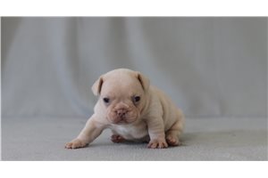 Dawn - French Bulldog for sale