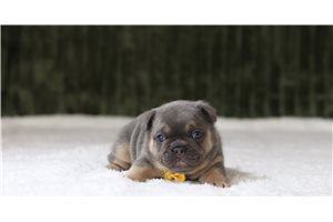 Caiden - French Bulldog for sale
