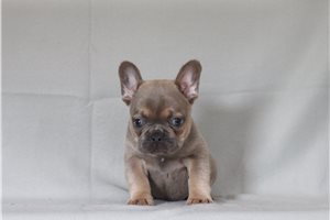 Hansel - French Bulldog for sale