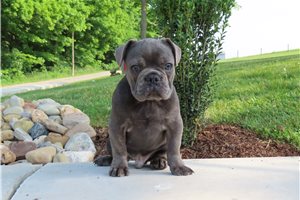 Parker - French Bulldog for sale