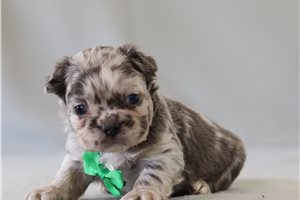 Gumbo - French Bulldog for sale