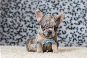 Thiago - puppy for sale