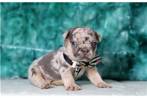 Vermont - French Bulldog for sale