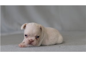 Denzel - French Bulldog for sale