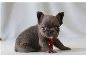 Stone - French Bulldog for sale