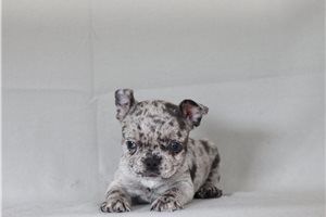 Ginny - French Bulldog for sale