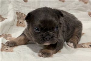 Lancelot - French Bulldog for sale