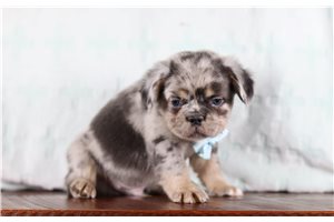 Gulliver - French Bulldog for sale