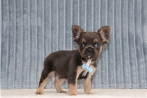 Sullivan - French Bulldog for sale