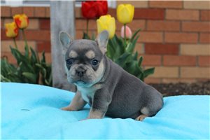 Genevieve - French Bulldog for sale