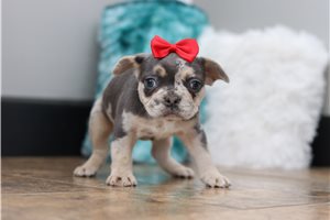 Riviera - French Bulldog for sale