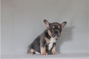 Hickory - French Bulldog for sale