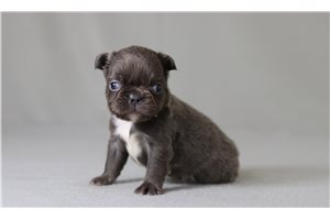 Stone - French Bulldog for sale