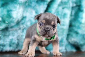 Hickory - French Bulldog for sale