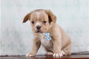 Gunner - French Bulldog for sale