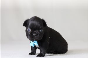 Sutton - French Bulldog for sale