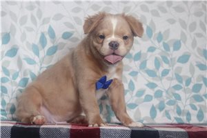 Gunner - French Bulldog for sale