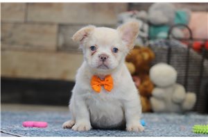 Morrison - French Bulldog for sale